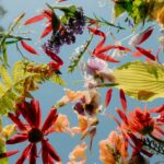 Colorful flowers and leaves floating against a blue background.