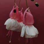 Delicate pink and white fuchsia flowers elegantly hanging against a rich red background.