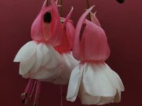 Delicate pink and white fuchsia flowers elegantly hanging against a rich red background.