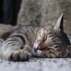Close-up of a striped tabby cat peacefully sleeping on a stone surface outdoors.