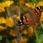 A vibrant painted lady butterfly (Vanessa cardui) perched on yellow marigolds in Mersin, Türkiye.