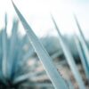A detailed close-up of an agave plant with dewdrops, captured in Tequila, Mexico.