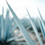 A detailed close-up of an agave plant with dewdrops, captured in Tequila, Mexico.