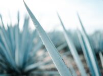 A detailed close-up of an agave plant with dewdrops, captured in Tequila, Mexico.