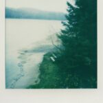 Misty lake shore with pine trees and grassy bank