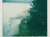 Misty lake shore with pine trees and grassy bank
